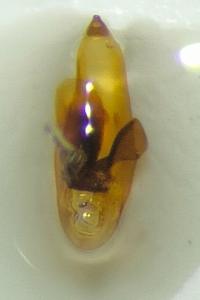 <i>Acupalpus dubius</i>