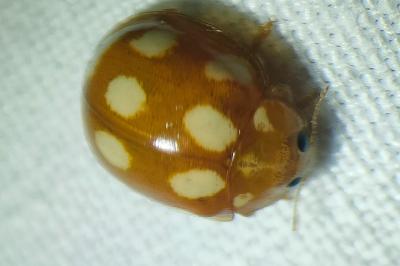 <i>Calvia decemguttata</i>