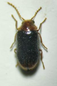 <i>Ochina latreillii</i>