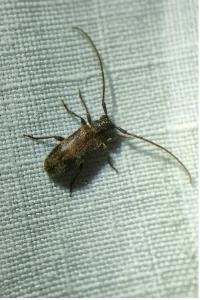 <i>Exocentrus adspersus</i>