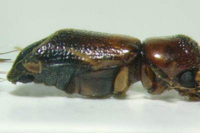 <i>Scobicia chevrieri</i>