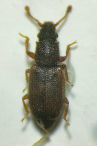 <i>Monotoma picipes</i>