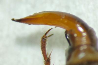 <i>Scybalicus oblongiusculus</i>