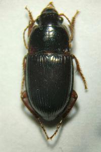 <i>Amara consularis</i>