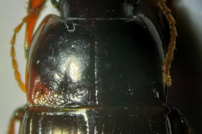 <i>Amara consularis</i>