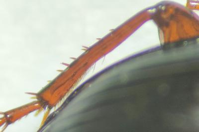 <i>Amara consularis</i>