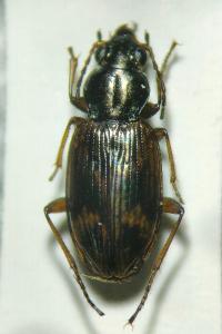 <i>Bembidion dentellum</i>