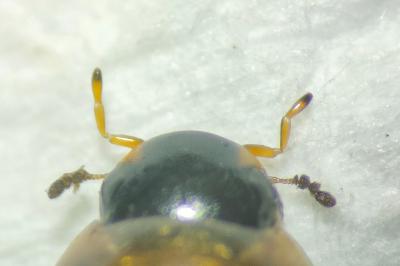 <i>Enochrus melanocephalus</i>