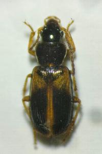 <i>Acupalpus meridianus</i>