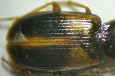 <i>Acupalpus meridianus</i>