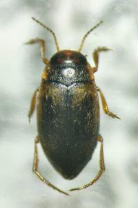 <i>Hydroporus palustris</i>