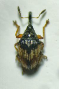 <i>Nanophyes marmoratus</i>
