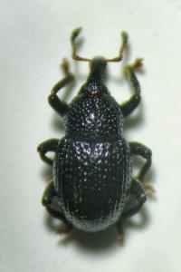<i>Leiosoma deflexum</i>