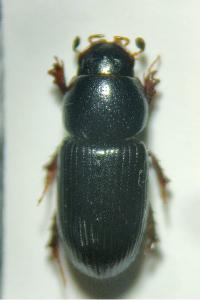 <i>Nialus varians</i>