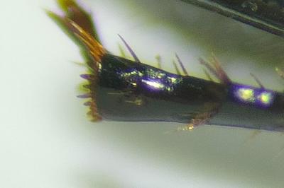 <i>Nialus varians</i>