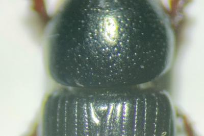 <i>Nialus varians</i>