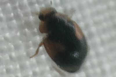 <i>Scymnus interruptus</i>