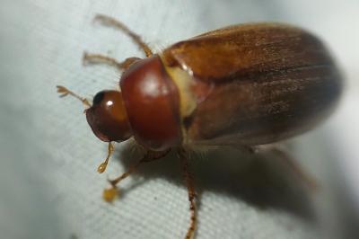 <i>Amphimallon majale</i>
