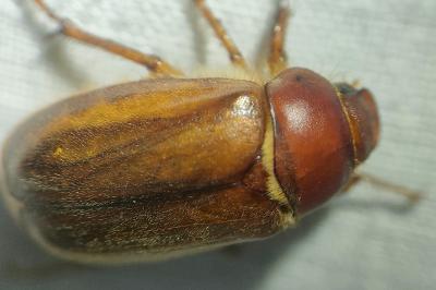 <i>Amphimallon majale</i>