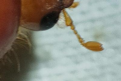 <i>Amphimallon majale</i>