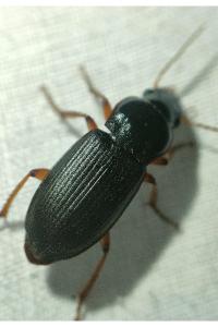 <i>Pseudoophonus rufipes</i>