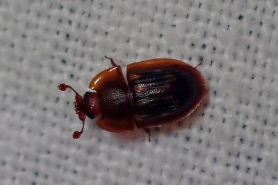 <i>Amphotis marginata</i>