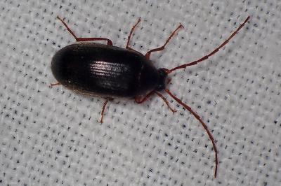 <i>Hymenalia rufipes</i>