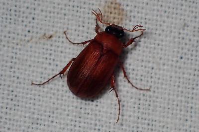 <i>Serica brunnea</i>