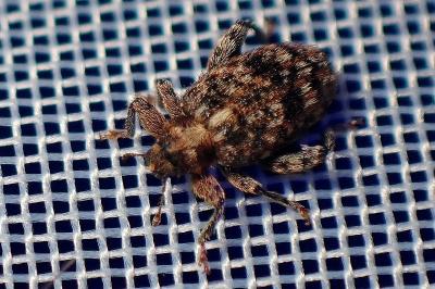 <i>Orchestes pilosus</i>