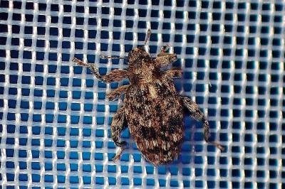 <i>Orchestes pilosus</i>
