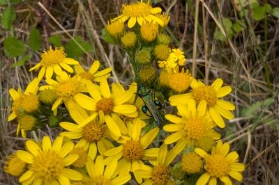 <i>Oedemera nobilis</i>