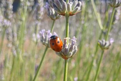 <i>Coccinella septempunctata</i>