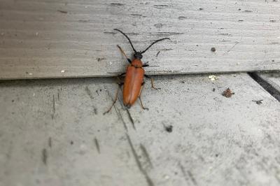 <i>Stictoleptura rubra</i>