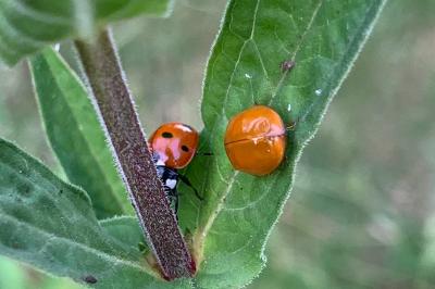<i>Harmonia axyridis</i>