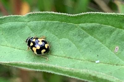 Propylea quatuordecimpunctata