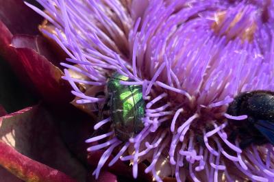 <i>Cetonia aurata</i>