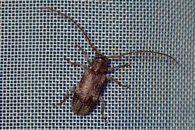 <i>Exocentrus adspersus</i>