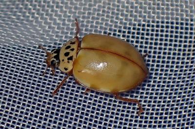 <i>Harmonia quadripunctata</i>