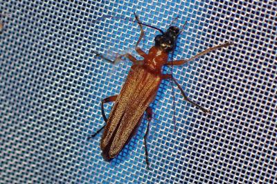 <i>Oedemera podagrariae</i>