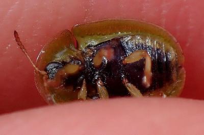 <i>Cassida sanguinolenta</i>