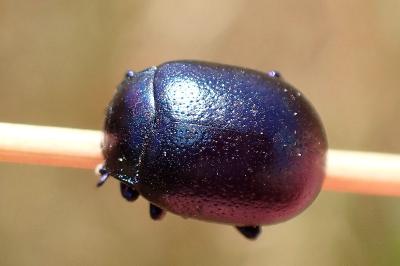 <i>Chrysolina haemoptera</i>