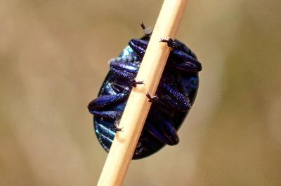 <i>Chrysolina haemoptera</i>