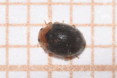 <i>Scymnus rubromaculatus</i>