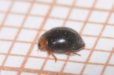 <i>Scymnus rubromaculatus</i>