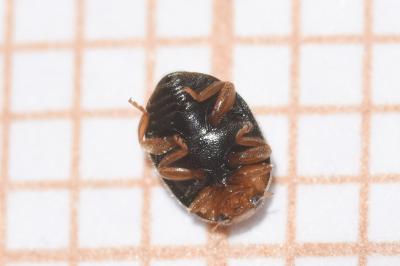 <i>Scymnus rubromaculatus</i>