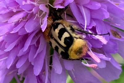 <i>Trichius fasciatus</i>