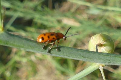 <i>Crioceris duodecimpunctata</i>