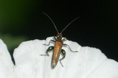 <i>Oedemera podagrariae</i>