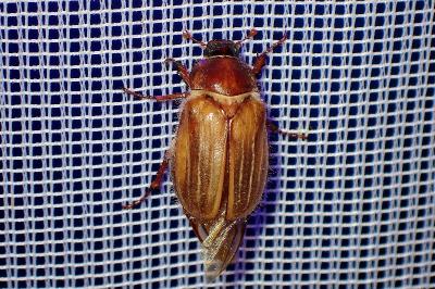 <i>Amphimallon solstitiale</i>