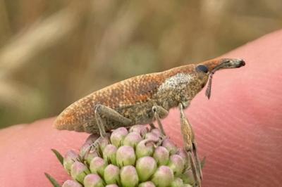 <i>Lixus</i>